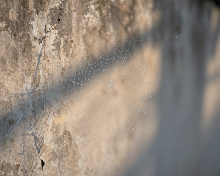 sennik pajęczyna na scianach