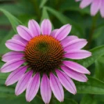 Kwitnąca jeżówka purpurowa (Echinacea purpurea) - naturalne wsparcie odporności