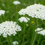 Krwawnik pospolity - białe kwiatostany na łące w Polsce, zdjęcie ziół leczniczych
