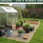 Andrzejki i Katarzynki - zioła w wróżbach ludowych - hero image
