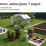 Aronia - owoce, antocyjany i napar - hero image