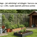Barszcz Sosnowskiego - jak odróżnić od dzięgla i barszczu zwyczajnego - hero image