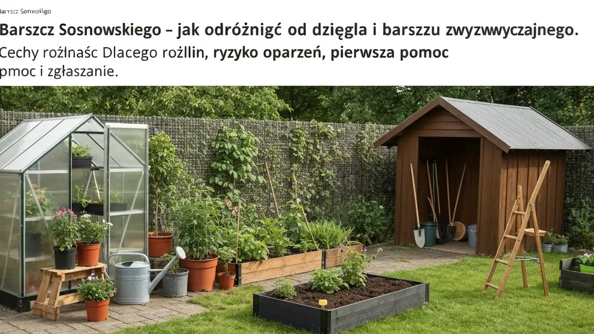 Barszcz Sosnowskiego - jak odróżnić od dzięgla i barszczu zwyczajnego - hero image