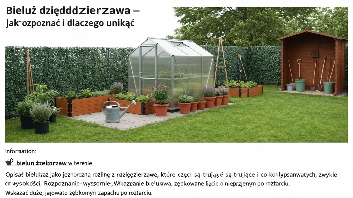 Bieluń dziędzierzawa - jak rozpoznać i dlaczego unikać - hero image