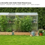 Bylica pospolita - słowiańskie ziele Matki Wszechrzeczy - hero image