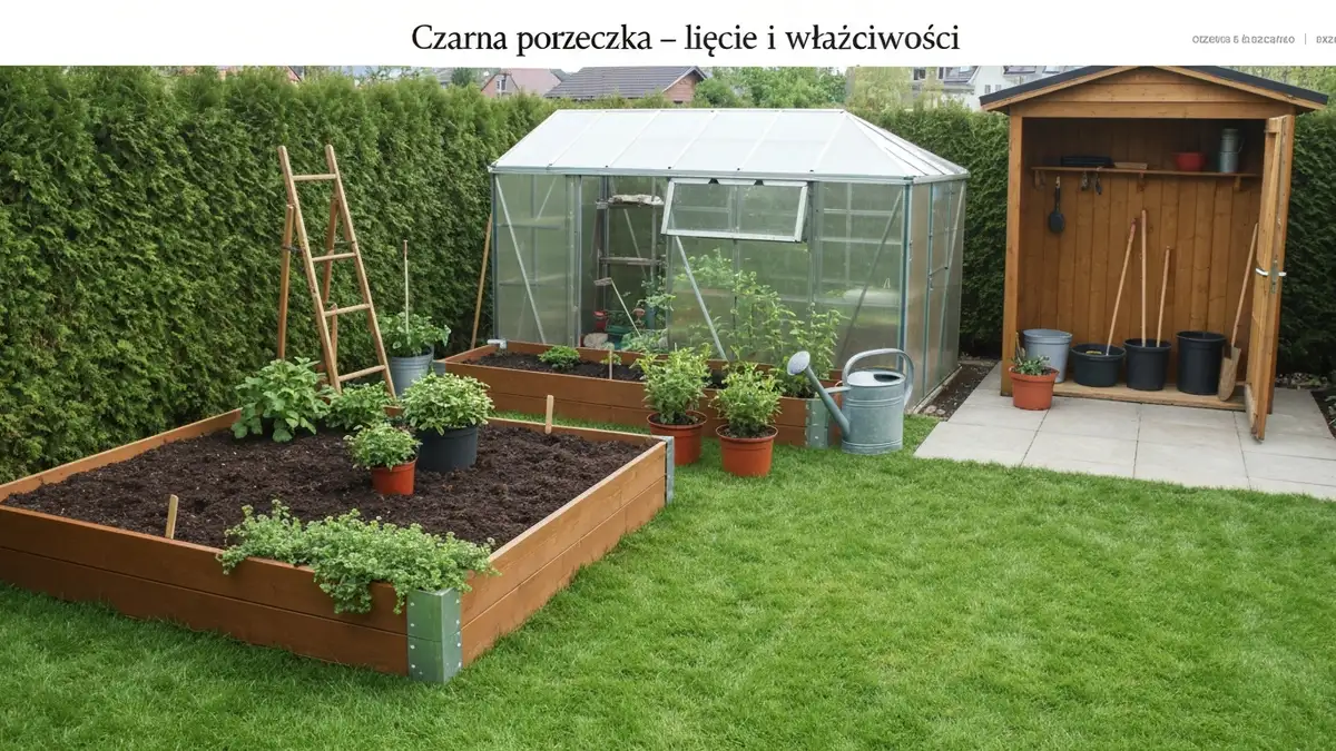 Czarna porzeczka - liście i owoce, właściwości - hero image