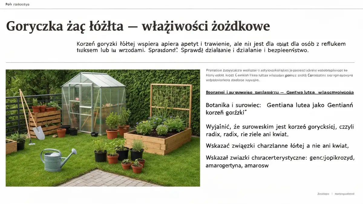 Goryczka żółta - właściwości żołądkowe - hero image
