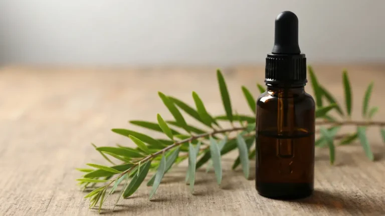Olejek eteryczny z drzewa herbacianego w ciemnej szklanej butelce obok galazek Melaleuca alternifolia na drewnianym tle