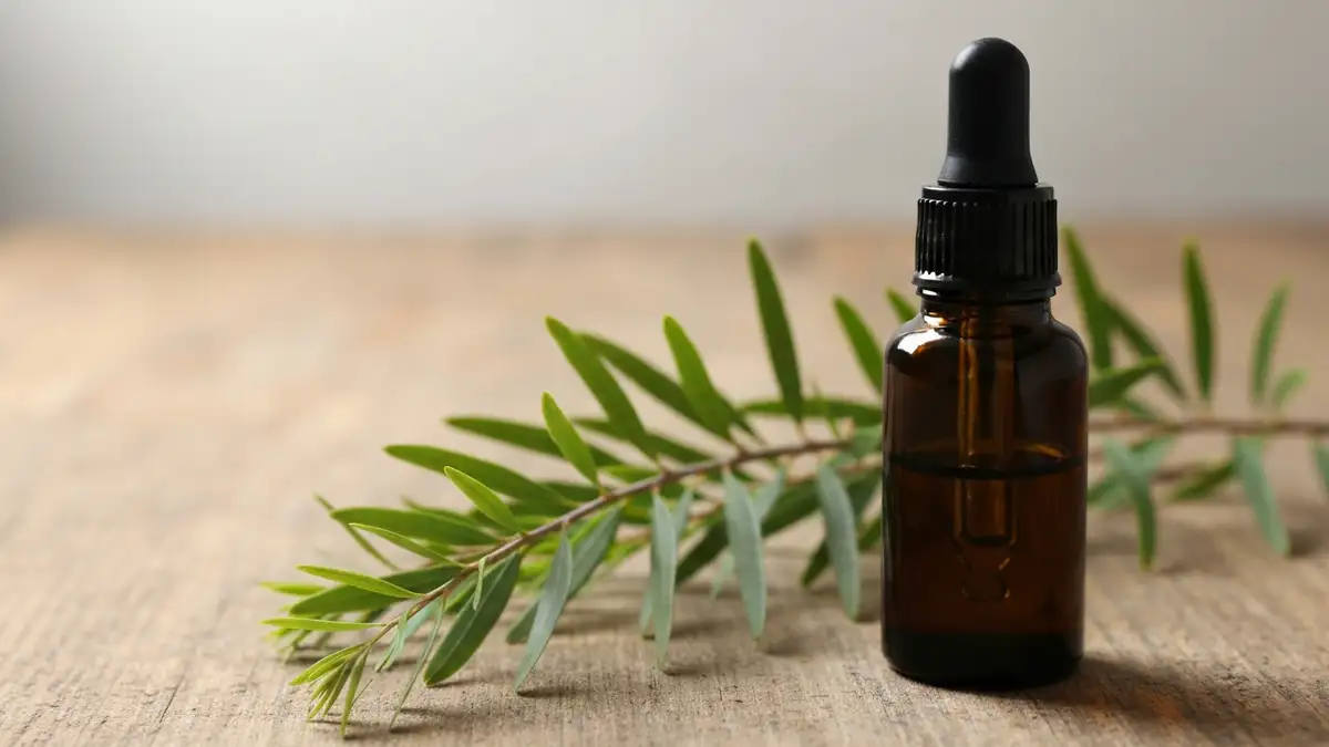 Olejek eteryczny z drzewa herbacianego w ciemnej szklanej butelce obok galazek Melaleuca alternifolia na drewnianym tle